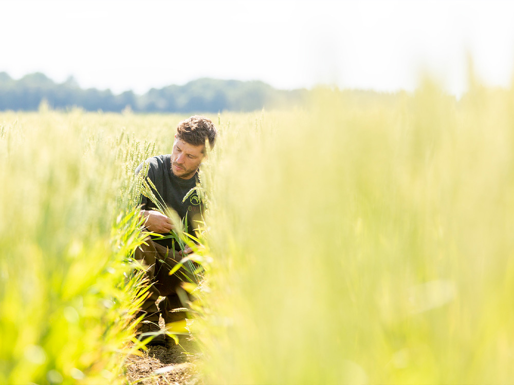 Zonnespelt biodynamisch